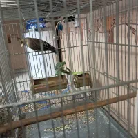 سره قناری قرص بخون قلمی|پرنده|تهران, مولوی|دیوار