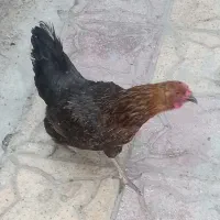 فروش مرغ