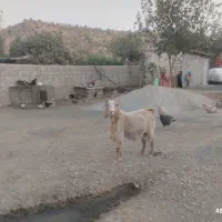 این دو عدد هم چاق هستند قیمت هیچده میلیون تمام|حیوانات مزرعه|طرهان, |دیوار