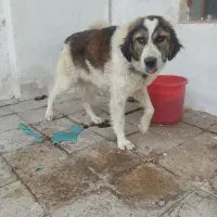 سگ قفقازی ۱۱ماهه