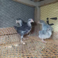 تخم مرغ نطفه دار  گلین لری چهل تاج ریشی|حیوانات مزرعه|شهرضا, |دیوار