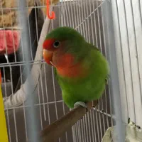 طوطی برزیلی نر|پرنده|لاهیجان, گلستان|دیوار