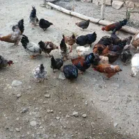 ۱۰ عدد خروس