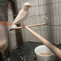 قناری نر و ماده|پرنده|قدس, شهرقدس|دیوار