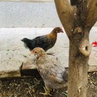 واگذاری پرنده