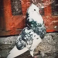 کفترپرشی|پرنده|قم, نیروگاه|دیوار