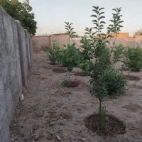فروش زمین ۷۵۰ متری در آبشار تهران|فروش زمین و ملک کلنگی|تهران, آبشار تهران (دریاچه)|دیوار