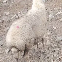 نگهداری ازگوسفندبه صورت نصف نصف