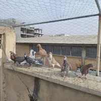 ۱۱ تا کفتر رنگی|پرنده|شیراز, پودنک|دیوار