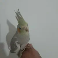 طوطی عروس هلندی