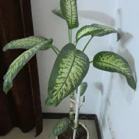 گل دیفن باخیا شاداب و سر حال|گل و گیاه طبیعی|اصفهان, شهرک زاینده رود|دیوار