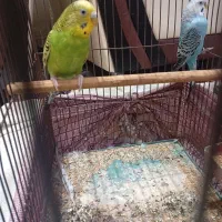 عروس هلندی مرغ عشق|پرنده|سیاهکل, |دیوار