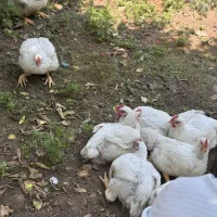 مرغ ارگانیک/ مرغ سبز/ مرغ زنده