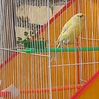 قناری ماده|پرنده|تربت‌حیدریه, بازار|دیوار
