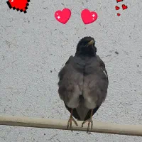 مرغ مینا نر پاکستانی فول دستی و سخنگو با قفس لوازم