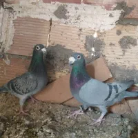 یک جفت سبز ومگس