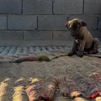 توله سگ سرابی اصیل ذات قدیم|سگ|اصفهان, سپاهان‌شهر|دیوار