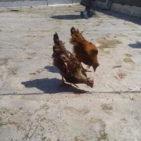 فروش دوعدد مرغ طبق تصویر