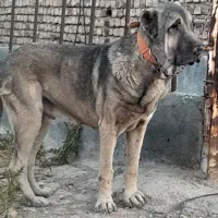 واگذاری سگ سرابی|سگ|ری, علایین|دیوار