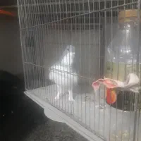 کبوتری|پرنده|برخوار, |دیوار