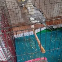 فروش عروس هلندی سرحال