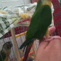 دو عدد گرینچیک ۵ ماهه