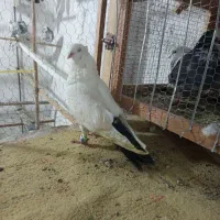 کبوتر کفتر رنگی مناسب|پرنده|مشکین‌دشت, |دیوار