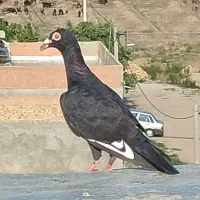 کبوتر رنگی و المانی|پرنده|گالیکش, |دیوار