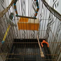 مرغ عشق به همراه قفس و پایه|پرنده|ارومیه, |دیوار