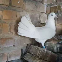 کبوتر تکپر|پرنده|رامیان, |دیوار