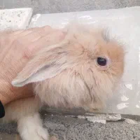 خرگوش لپ|موش و خرگوش|مشهد, مقدم|دیوار