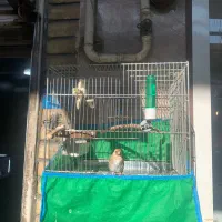 سهره ی دستی