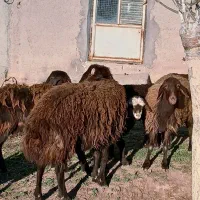 قوچ قزل افشار دو دندون  وزن تقریبا ۸۰ کیلو