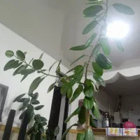 گوش فیل طبیعی|گل و گیاه طبیعی|مهاباد (آذربایجان غربی), |دیوار