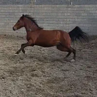 مادیان ۷ساله کره خیبر رهنان