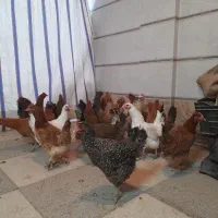 مرغ بومی تخم گذار|حیوانات مزرعه|قهدریجان, |دیوار