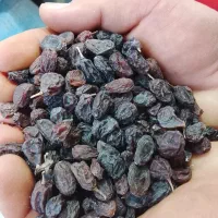 فروش حدود 250 کیلو کشمش بونات