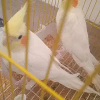 عروس هلندی بالغ