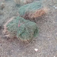 امیش یونجه|لوازم جانبی حیوانات|چالدران, |دیوار