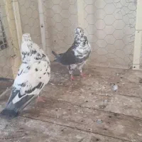 یه جفت کاشانی