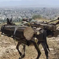 الاغ نر|حیوانات مزرعه|شیراز, باباکوهی|دیوار
