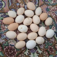 تخم مرغ کوردی