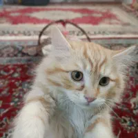 بچه گربه نر|گربه|نجف‌آباد, معرفت|دیوار