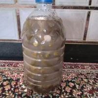 خیارشور 16عدد|خوردنی و آشامیدنی|گیان, |دیوار