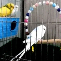 ۳ عدد مرغ عشق با قفس و وسایل