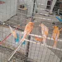 جوجه قناری ریزه خون رنگی|پرنده|قرچک, فردیس|دیوار