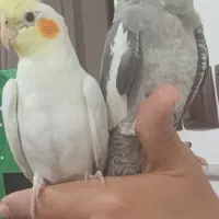 عروس هلندی|پرنده|قم, انصارالحسین|دیوار