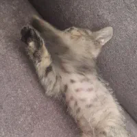 گربه