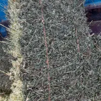 فروش یونجه جزئی و عمده|عمدهفروشی|دشتابی, |دیوار