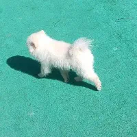 پامر خرسی|سگ|قزوین, |دیوار